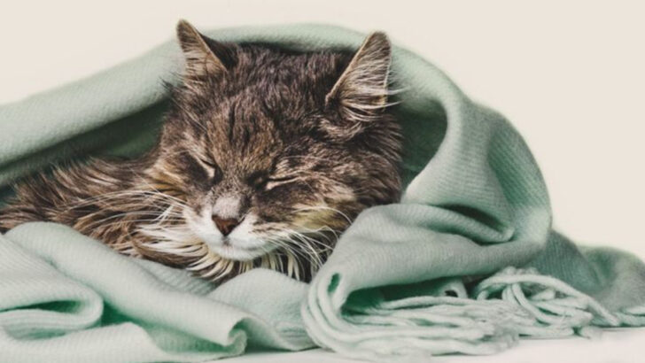 Is Your Cat Acting Strange? 12 Warning Signs Your Cat Might Be Stressed, Sick, or Just Not Okay