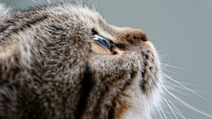 Is Your Cat an Empath? 10 Surprising Clues They’re Feeling Your Emotions