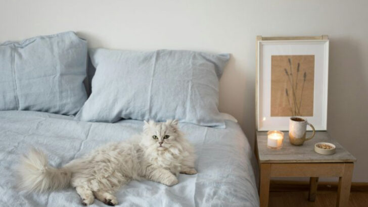 Is Your Cat Getting Territorial? 8 Smart and Gentle Ways to Handle a Protective Feline