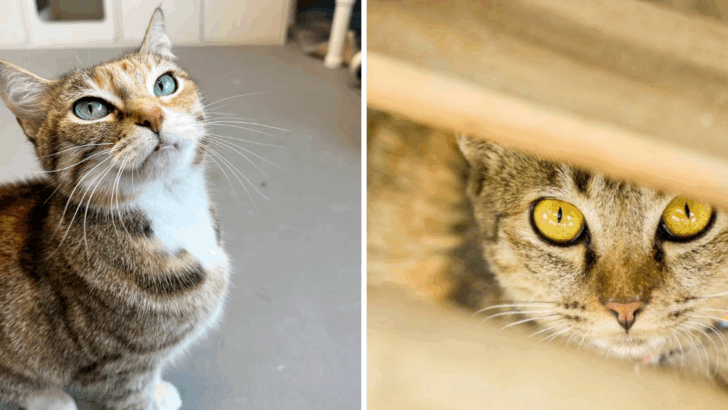 Is Your Cat Happy? 5 Signs That Say Yes & 5 That Say No