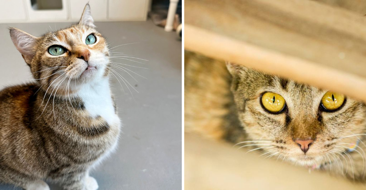 Is Your Cat Happy? 5 Signs That Say Yes & 5 That Say No
