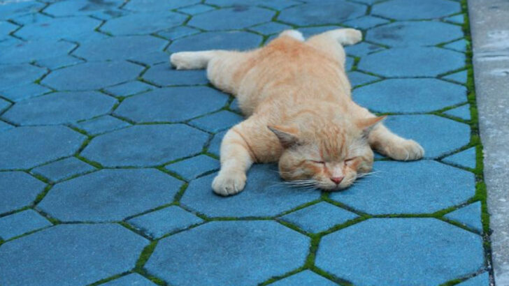 Is Your Cat Losing Sleep? 9 Subtle Signs Your Feline Friend’s Rest Is Being Disturbed—Don’t Ignore Them!