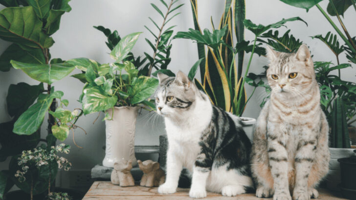 Is Your Home Stressing Out Your Cat? These 7 Feng Shui Fixes Could Be the Cure