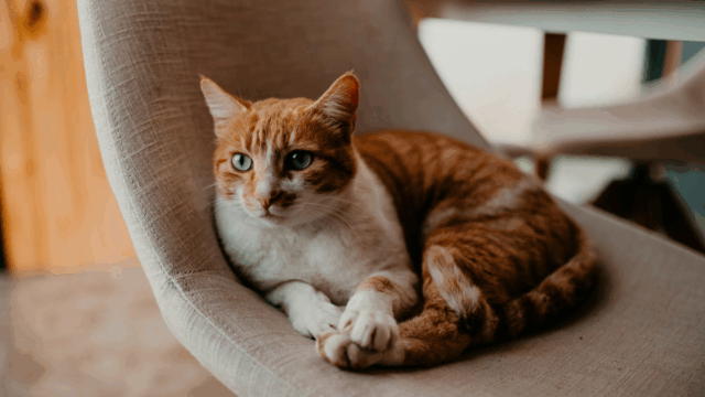 How to Get Your Cat to Stop Scratching the Couch—Without Yelling or Declawing (7 Vet-Approved Tips)