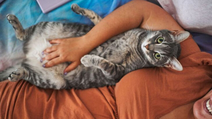 Just 8 Small Changes That Could Totally Change the Way Your Cat Acts Around You