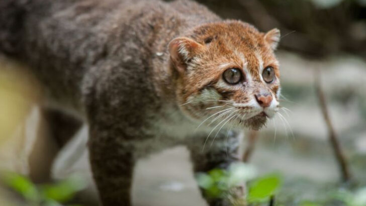 Life in the Shadows: Why the Flat-Headed Cat Is One of the World’s Least Known Wild Cats