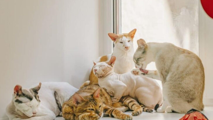 Living with Multiple Cats? These 9 Things Will Change Everything