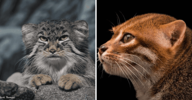 Meet the Wild Cats With the Strangest Names—And the Bizarre Tales Behind Them