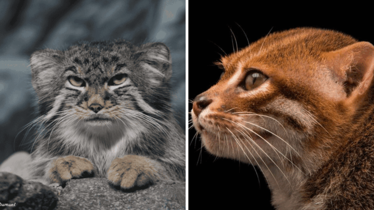 Meet the Wild Cats With the Strangest Names—And the Bizarre Tales Behind Them