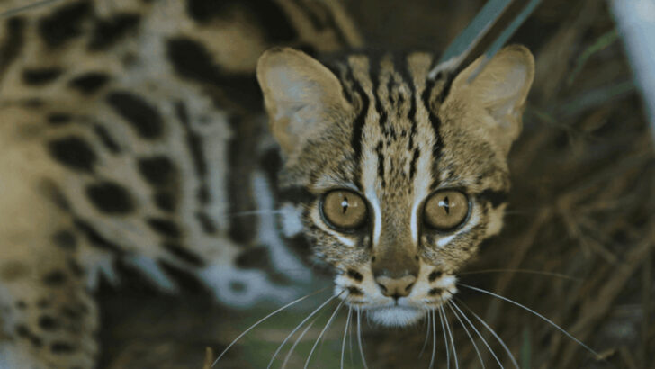 Meet the Marbled Cat: Nature’s Hidden Master of Camouflage