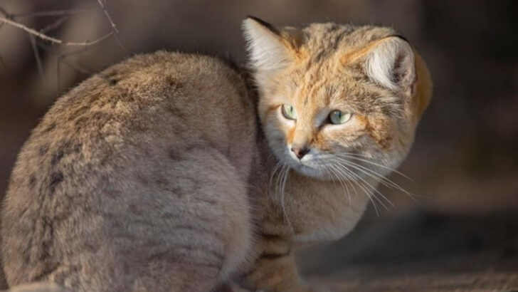 Meet the Wild Sand Cat: It Looks Like a Kitten, But Hunts Like a Predator