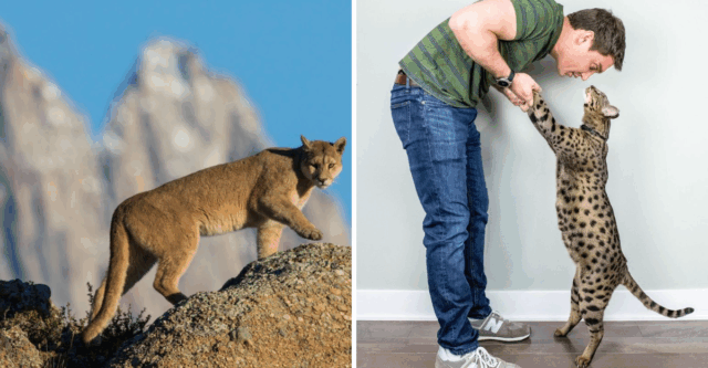 Mountain Lion or Big Housecat? 7 Clear and Crucial Clues to Tell Them Apart in the Wild