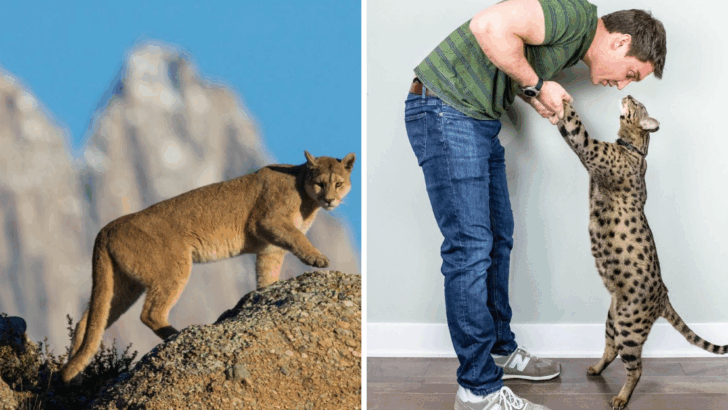 Mountain Lion or Big Housecat? 7 Clear and Crucial Clues to Tell Them Apart in the Wild