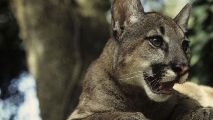 Panther Watching in the U.S.: Best National Parks and Locations to See Panthers in the Wild