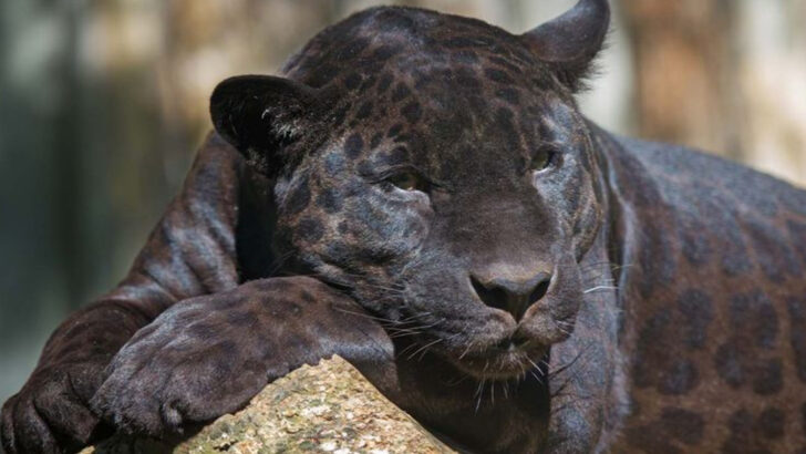 Panthers in the U.S.? Debunking 7 Common Myths and Revealing the Fascinating Truth Behind These Elusive Cats