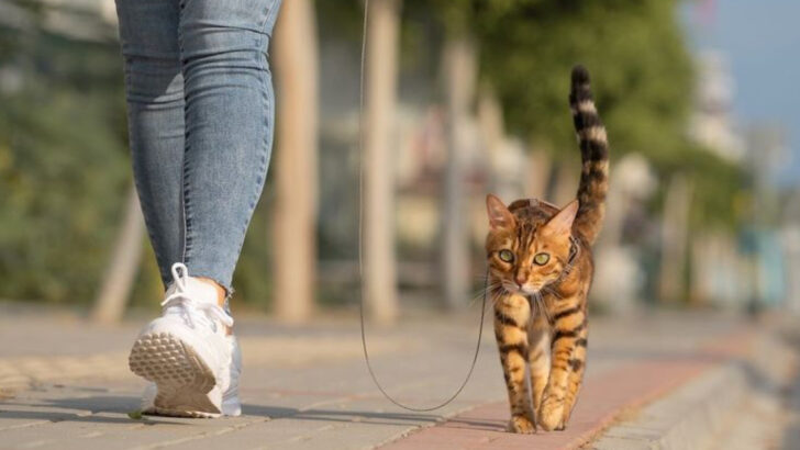 Part Wildcat, Part Acrobat: 13 Fascinating Reasons Bengals Are Unlike Any Other Breed