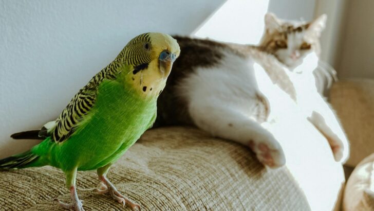 Can Cats and Exotic Pets Share a Home? 9 Surprisingly Peaceful Pairings