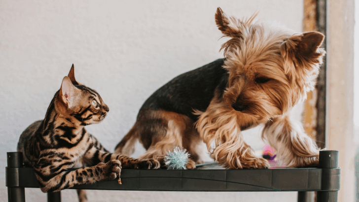 Can Your Cat Understand the Language of Other Animals? 7 Eye-Opening Facts