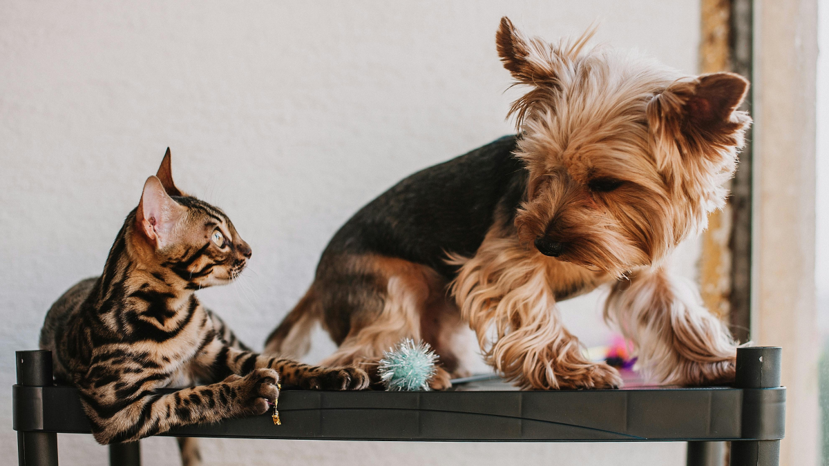 Can Your Cat Understand the Language of Other Animals? 7 Eye-Opening Facts