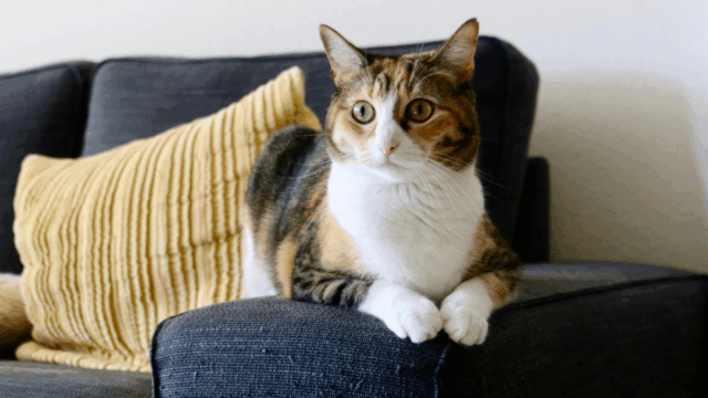Cat-Tested, Owner-Approved: 7 Sofa Features That Actually Hold Up