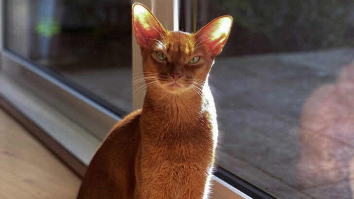 5 Cats That Love to Sleep All Day & 5 That Can’t Stop Exploring the World