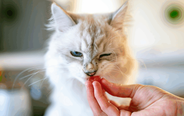 8 Interesting Reasons Cats Are Fussy Eaters (While Dogs Just Eat Anything)
