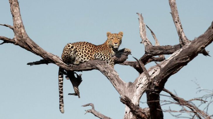 Protecting Africa’s Legendary Big Cats: 7 Responsible Eco-Tourism Ventures Making a Difference