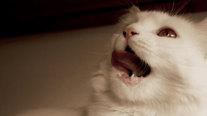 Pâté or Shreds? 6 Surprising Ways Food Texture Impacts Your Cat’s Appetite and Satisfaction