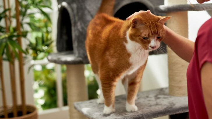 Quick and Caring Ways to Give Your Cat a Basic Health Check at Home