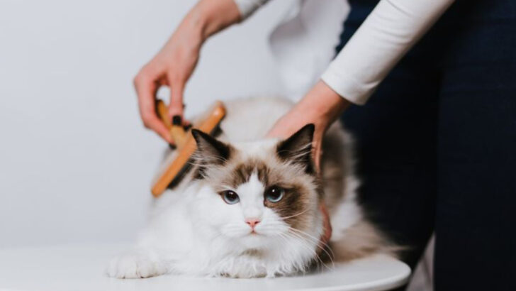 Ragdolls Aren’t Just Pretty—Here Are 15 Things You Never Knew About Them