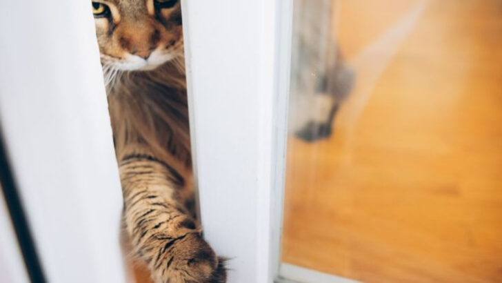 Ranking Cat Reactions to Closed Doors—from Chill to Full Meltdown