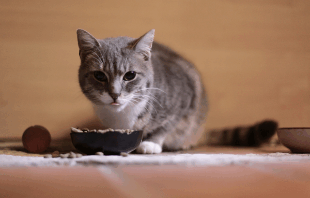 5 Grains Cats Can Digest (And 4 That Might Upset Their Stomach)
