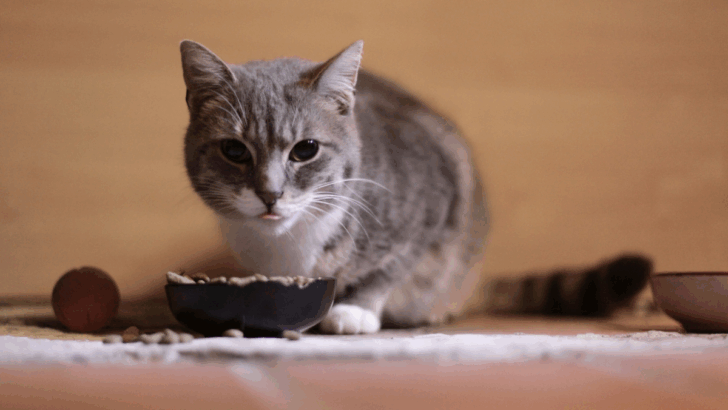 5 Grains Cats Can Digest (And 4 That Might Upset Their Stomach)