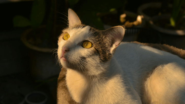 7 Cat Quirks That Will Melt Your Heart & 6 That’ll Make You Scream “Why?!