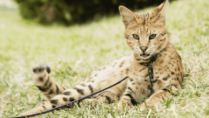Savannah Cats and State Laws: What You Need to Know About Owning an F1 to F5 Hybrid