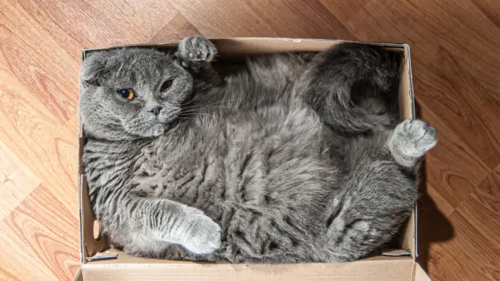 10 Unspoken Cat Owner Rules That You Absolutely Need to Follow