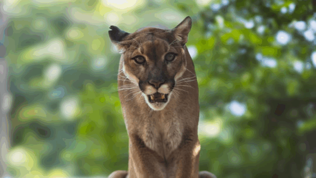 Big Cats, Big Questions: Cougar Corridors Stir Controversy Across the U.S.