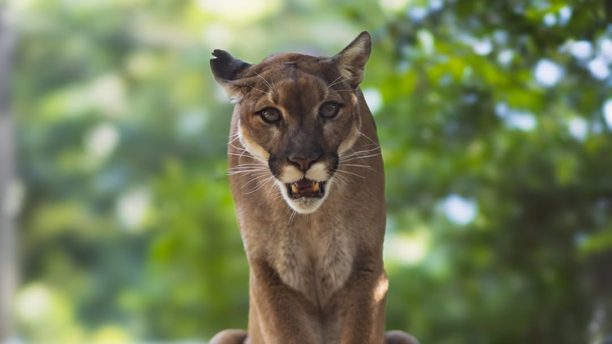 Big Cats, Big Questions: Cougar Corridors Stir Controversy Across the U.S.