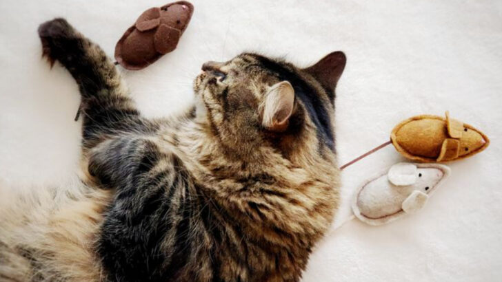 Sniff This! 10 Fun Ways to Use Scent to Spark Your Cat’s Curiosity