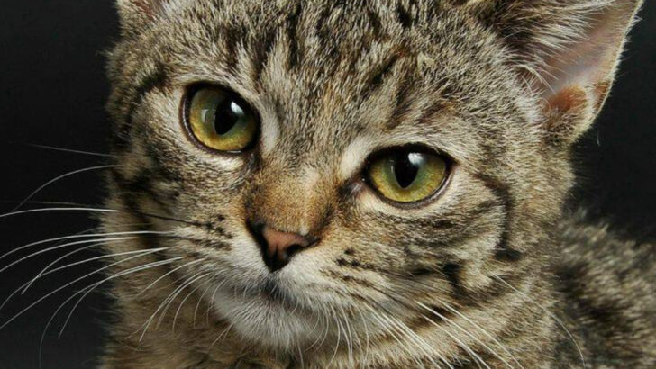 Tabby Cats Make the Best Pets—Here’s Why Everyone Loves Them