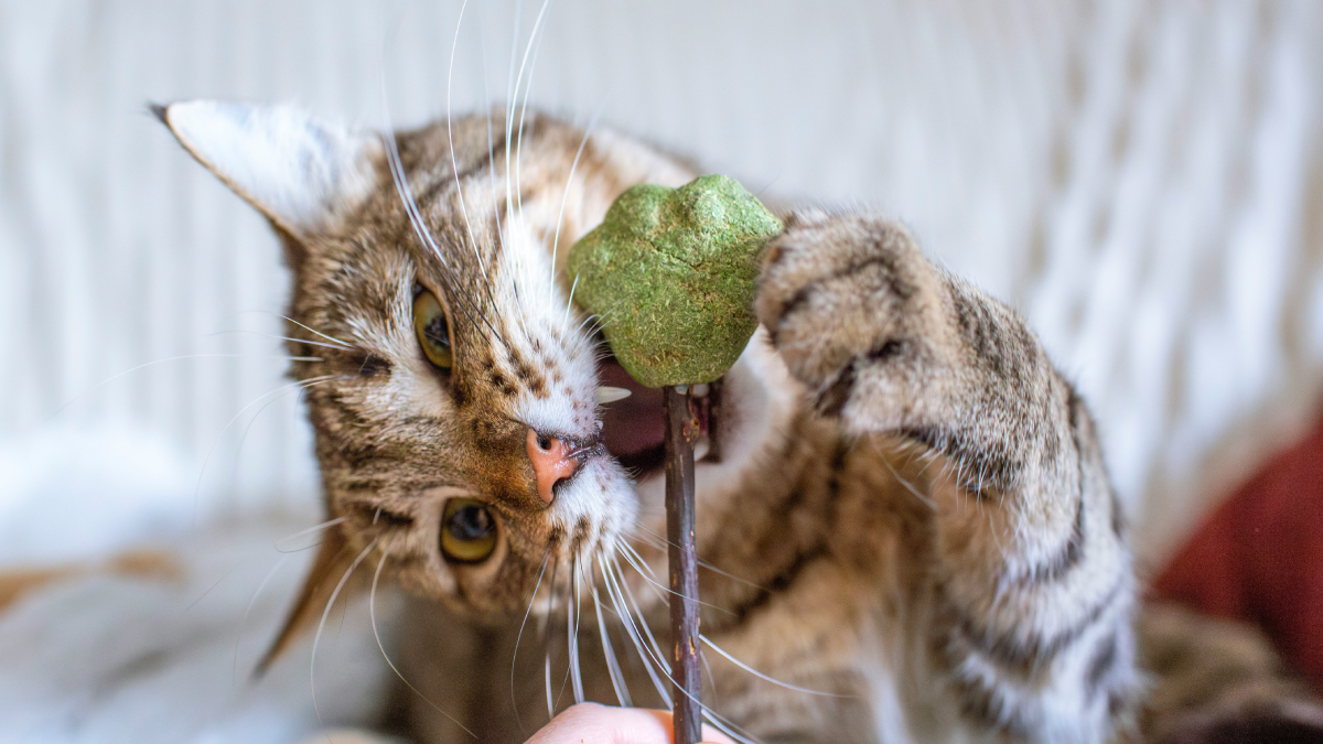 6 Reasons Your Cat Leaves “Presents” for You & 5 Ways to Respond Without Freaking Out