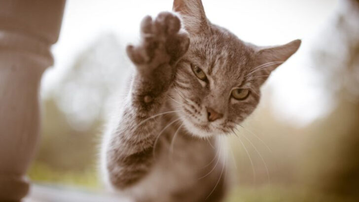 Territorial Tap-Dancing Explained: The Fascinating, Feline Instinct Behind Your Cat’s Random Pawing Habits
