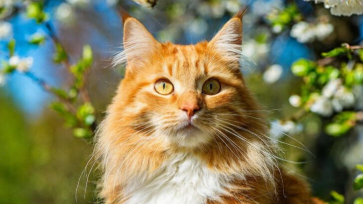 The 10 Absolute Worst States for Cat Lovers in America (And Why You Should Avoid Them)