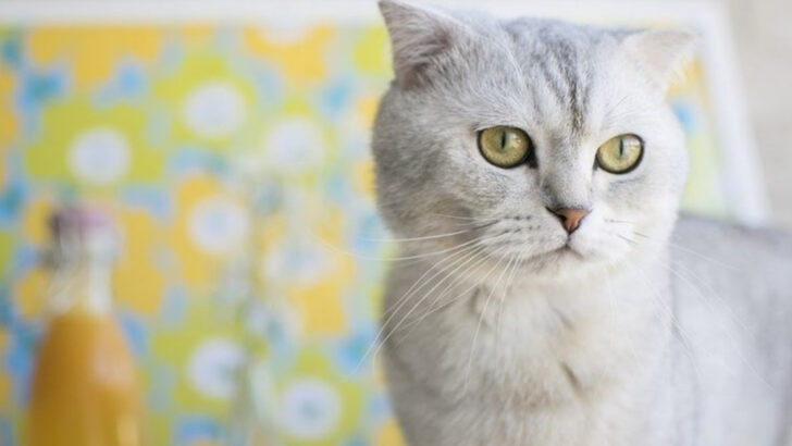 The 10 Most Returned Cat Breeds—Instagram Trends Might Be the Culprit