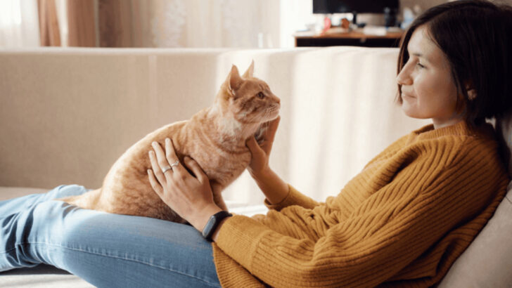 The 3-Second Test: How Cats Instantly Judge Anyone Who Walks Through Your Door