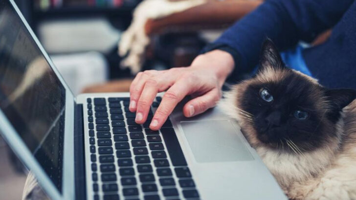 The 5 Best Cat Breeds for Remote Workers & 2 That Will Hijack Your Desk