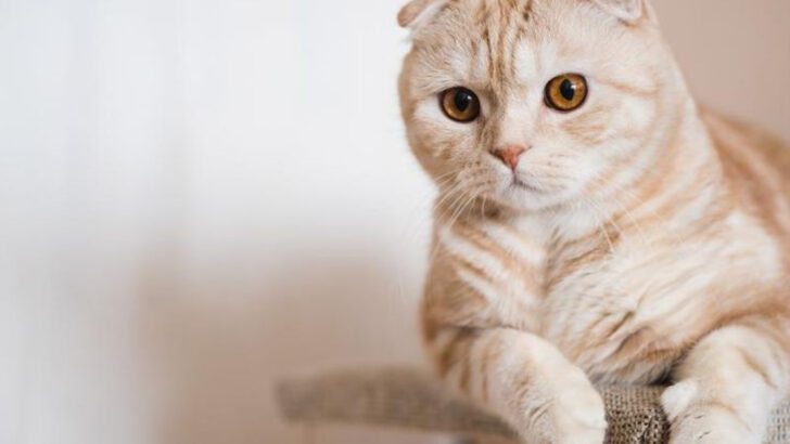 The 7 Crucial Vet Checks Every Scottish Fold Owner Should Know