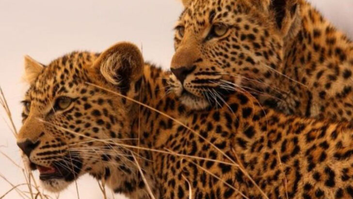 The 8 Best Countries for Passionate Big Cat Lovers Who Truly Care About Conservation