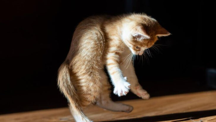 The 8 Wild Personalities Your Cat Unleashes at 3AM (and Why It Happens)