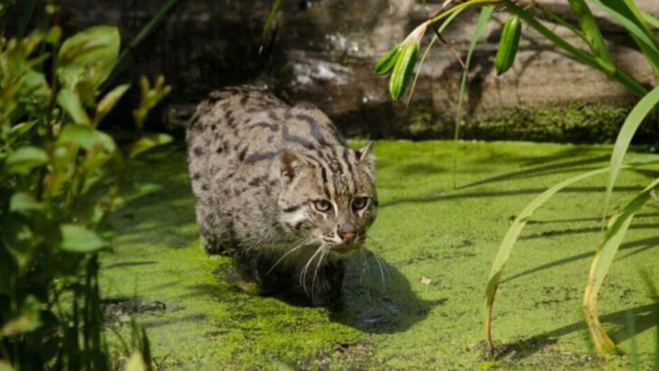 The Fishing Cat: A Water-Loving Predator Few Have Ever Seen
